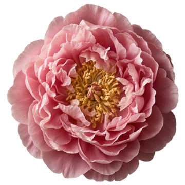 A peony in full bloom, seen from above