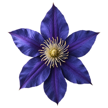 A violet clematis