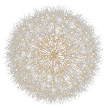 A dandelion clock